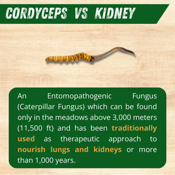 Timo Cordyceps King 50 Capsules